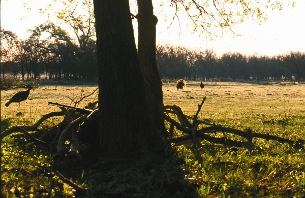Muzzleloading Turkeys